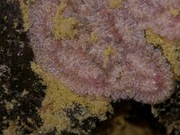 Botrylloides leachii 4, Tweekleurige slingerzakpijp, Saxifraga-Foto Fitis-Sytske Dijksen