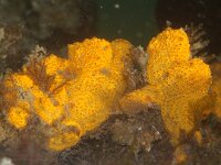 Botrylloides leachii 5, Tweekleurige slingerzakpijp, Saxifraga-Foto Fitis-Sytske Dijksen