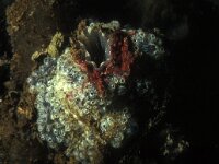 Botryllus schlosseri 3, Gesterde geliekorst, Saxifraga-Eric Gibcus