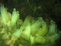 Ciona intestinalis 22, Doorschijnende zakpijp, Saxifraga-Eric Gibcus