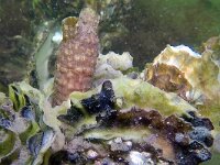 Styela clava 33, Knotszakpijp, Saxifraga-Tom Heijnen