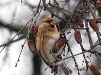 Acanthis cabaret 32, Kleine barmsijs, Saxifraga-Bart Vastenhouw