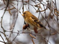Acanthis cabaret 38, Kleine barmsijs, Saxifraga-Bart Vastenhouw
