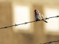 Acanthis flammea flammea 4, Grote barmsijs, adults, Saxifraga-Theo Verstrael