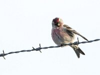 Acanthis flammea flammea 6, Grote barmsijs, adults, Saxifraga-Theo Verstrael