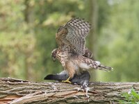 Accipiter gentilis 12, juvenile, Havik, Saxifraga-Martin Mollet