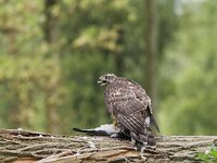Accipiter gentilis 13, juvenile, Havik, Saxifraga-Martin Mollet