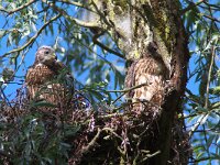 Accipiter gentilis 33, Havik, juvenile, Saxifraga-Martin Mollet