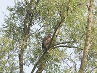Accipiter gentilis 7, juvenile, Havik, Saxifraga-Martin Mollet