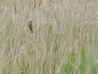 Acrocephalus arundinaceus 24, Grote karekiet, Saxifraga-Tom Heijnen
