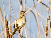 Acrocephalus arundinaceus 27, Grote karekiet, Saxifraga-Bart Vastenhouw