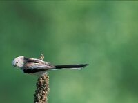 Aegithalos caudatus 13, Staartmees, Saxifraga-Jan Nijendijk