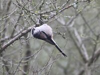 Aegithalos caudatus 9, Staartmees, Saxifraga-Peter Meininger