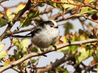 Aegithalos caudatus 90, Staartmees, Saxifrga-Bart Vastenhouw