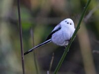 Aegithalos caudatus caudatus 92, Witkopstaartmees, Saxifraga-Luc Hoogenstein