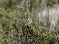 Alaudala rufescens 3, Kleine kortteenleeuwerik, Saxifraga-Bart Heijne