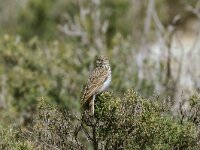 Alaudala rufescens 4, Kleine kortteenleeuwerik, Saxifraga-Bart Heijne