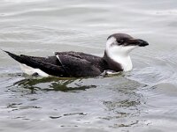 Alca torda 31, Alk, Saxifraga-Bart Vastenhouw