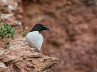 Alca torda 34, Alk, adult, breeding plumage, Saxifraga-Theo Verstrael