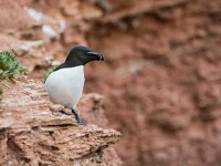 Alca torda 35, Alk, adult, breeding plumage, Saxifraga-Theo Verstrael