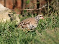 Alectoris rufa 13, Rode patrijs, Saxifraga-Dirk Hilbers