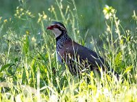 Alectoris rufa 18, Rode patrijs, Saxifraga-Bart Vastenhouw