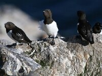 Alle alle 18, Kleine alk, Saxifraga-Bart Vastenhouw