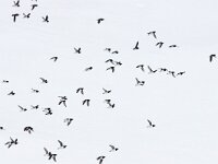 Alle alle 22, Kleine alk, Saxifraga-Bart Vastenhouw