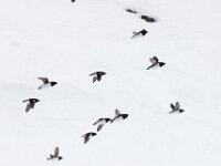 Alle alle 29, Kleine alk, Saxifraga-Bart Vastenhouw