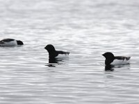 Alle alle 34, Kleine alk, Saxifraga-Bart Vastenhouw