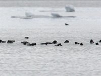 Alle alle 35, Kleine alk, Saxifraga-Bart Vastenhouw