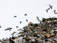 Alle alle 36, Kleine alk, Saxifraga-Bart Vastenhouw