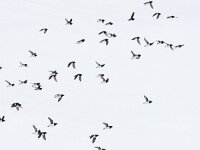 Alle alle 41, Kleine alk, Saxifraga-Bart Vastenhouw