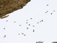 Alle alle 49, Kleine alk, Saxifraga-Bart Vastenhouw