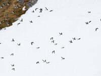 Alle alle 50, Kleine alk, Saxifraga-Bart Vastenhouw