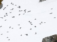 Alle alle 51, Kleine alk, Saxifraga-Bart Vastenhouw