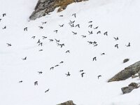 Alle alle 52, Kleine alk, Saxifraga-Bart Vastenhouw