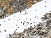 Alle alle 54, Kleine alk, Saxifraga-Bart Vastenhouw