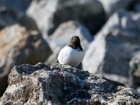 Alle alle 6, Kleine alk, Saxifraga-Bart Vastenhouw