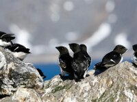 Alle alle 7, Kleine alk, Saxifraga-Bart Vastenhouw