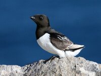 Alle alle 9, Kleine alk, Saxifraga-Bart Vastenhouw