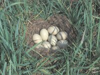 Anas acuta 11, Pijlstaart, Saxifraga-Edo van Uchelen