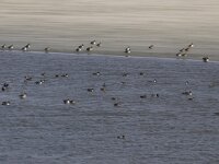 Anas acuta 15, Pijlstaart, Saxifraga-Mark Zekhuis