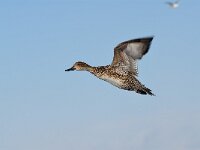 Anas acuta 16, female, Pijlstaart, Saxifraga-Piet Munsterman