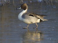 Anas acuta 19, Pijlstaart, Saxifraga-Jan Nijendijk