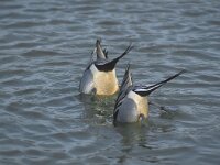 Anas acuta 2, Pijlstaart, Saxifraga-Piet Munsterman