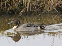 Anas acuta 20, Pijlstaart, Saxifraga-Henk Baptist