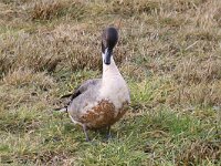 Anas acuta 21, Pijlstaart, Saxifraga-Henk Baptist