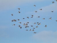 Anas acuta 22, Pijlstaart, Saxifraga-Mark Zekhuis