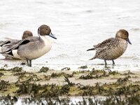 Anas acuta 24, Pijlstaart, Saxifraga-Bart Vastenhouw